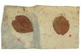 Two Fossil Leaves (Davidia & Beringiaphyllum) - Montana #188644-1